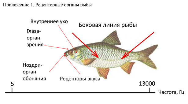 Направление течения рыбы определяют